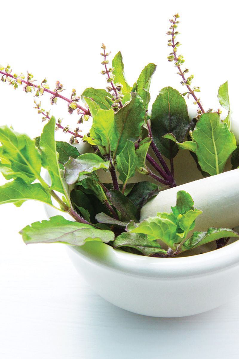 Basil Leaf Extract