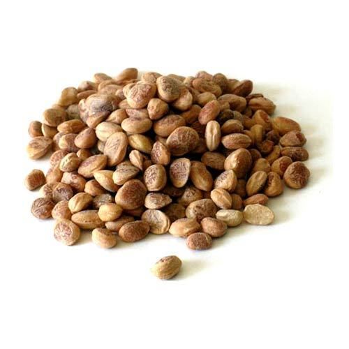 Chironji Seed Extract