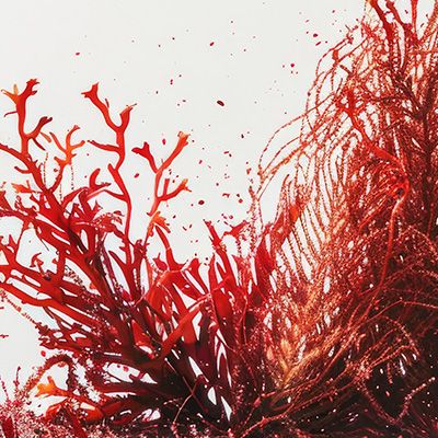 Red Algae Extract