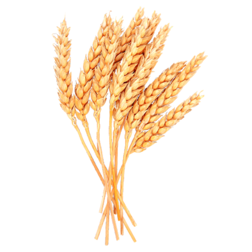 Wheat (Genhu)